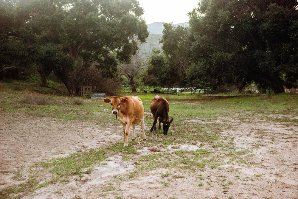 The Power of Colostrum Powder: An ancient superfood for modern times